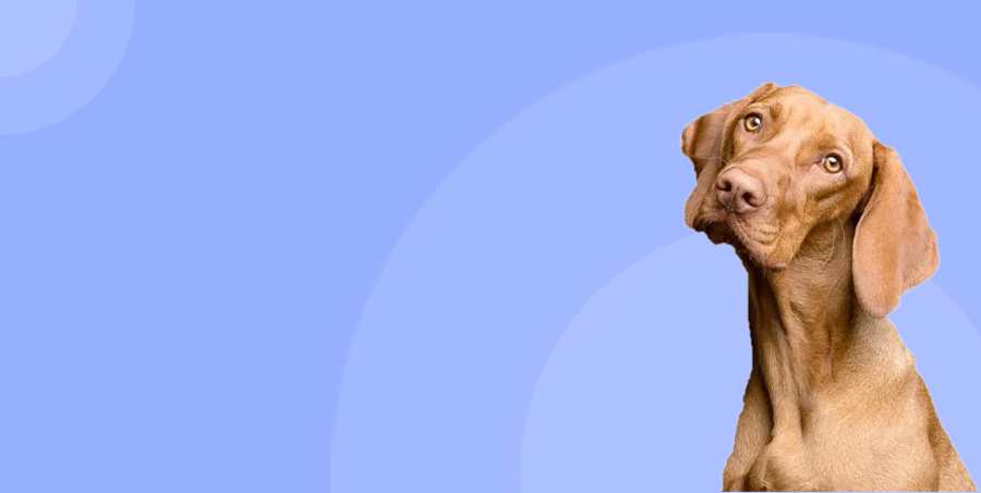 Conoce VIBA Pets